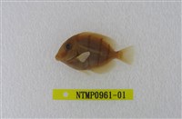 藏品(綠刺尾鯛)的圖片